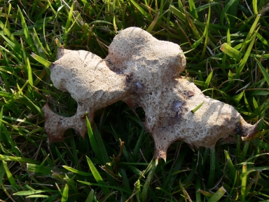 Guarire un fungo su unghie
